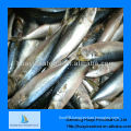 frozen mackerel fish